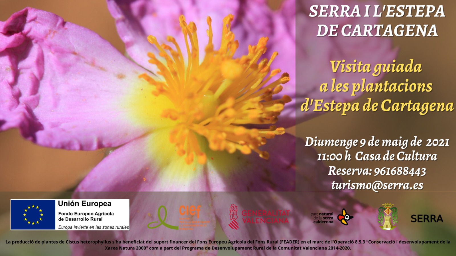 You are currently viewing Visita plantació d’Estepa de cartagena