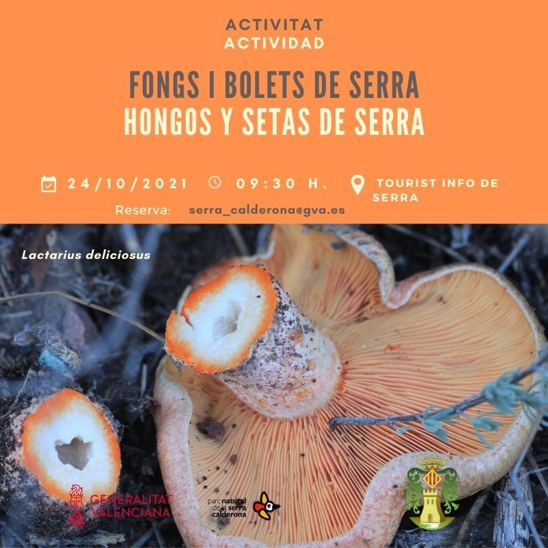 You are currently viewing Fongs i bolets de Serra