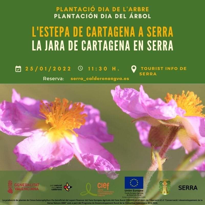 You are currently viewing Dia de l’arbre 2022: L’Estepa de Cartagena a Serra