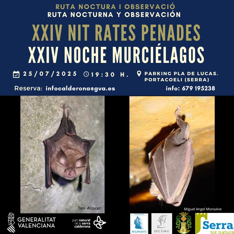 En este momento estás viendo XXIV y XXV Noche de los murciélagos