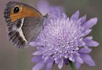 Fauna natura Serra