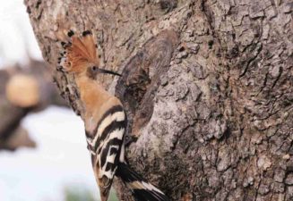 Fauna natura Serra