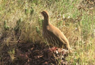 Fauna natura Serra