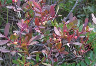 Flora natura Serra