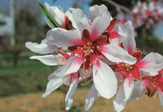 Flora natura Serra