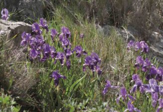 Flora natura Serra