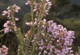 Flora natura Serra