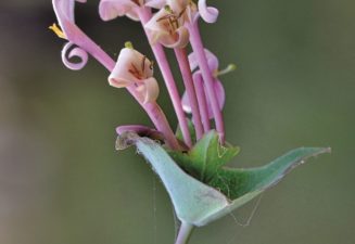 Flora natura Serra