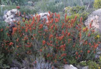 Flora natura Serra